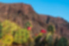 cactus-with-flowers-growing-near-mountain-2023-11-27-04-55-14-utc-min.jpg