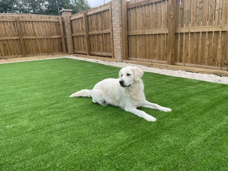 artificial+grass+dog+pets.webp