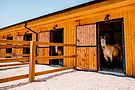 Horses in wooden stable, The Copper Lodge, sunny exterior, open stable doors