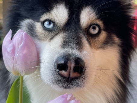 I MAY Want a Pomsky....