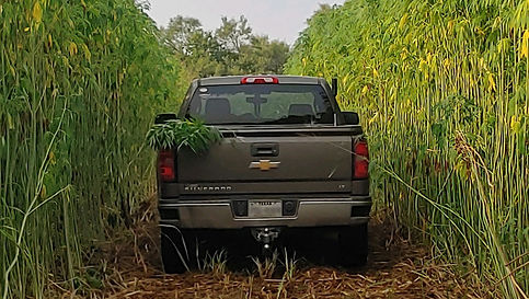 Truck in hemp stalks