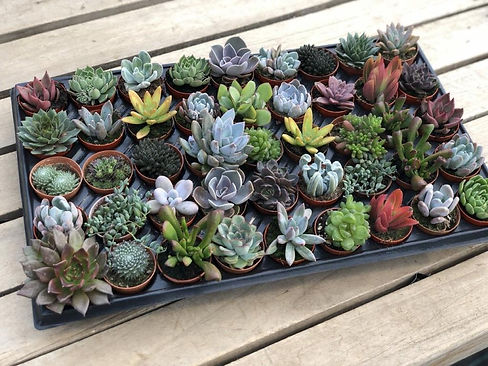 Hediye Sukulentler