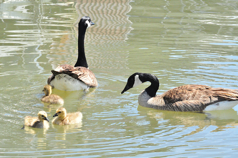 Boat Rent Warsaw Missouri E Truman State Park Marina