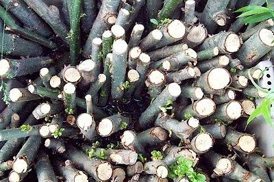 orchid bark potting mix All-Purpose Orchid Potting Mix  1 Cu. Ft