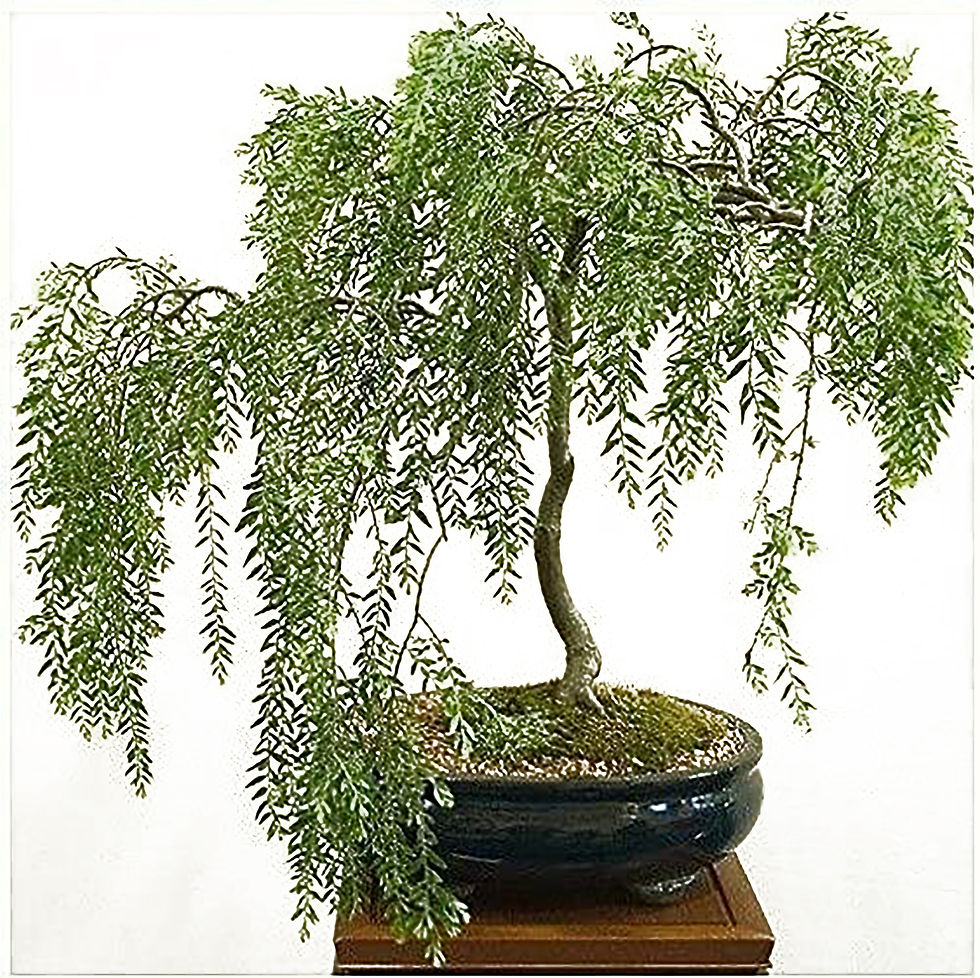 Thumbnail: Bonsai Green Dwarf Willow