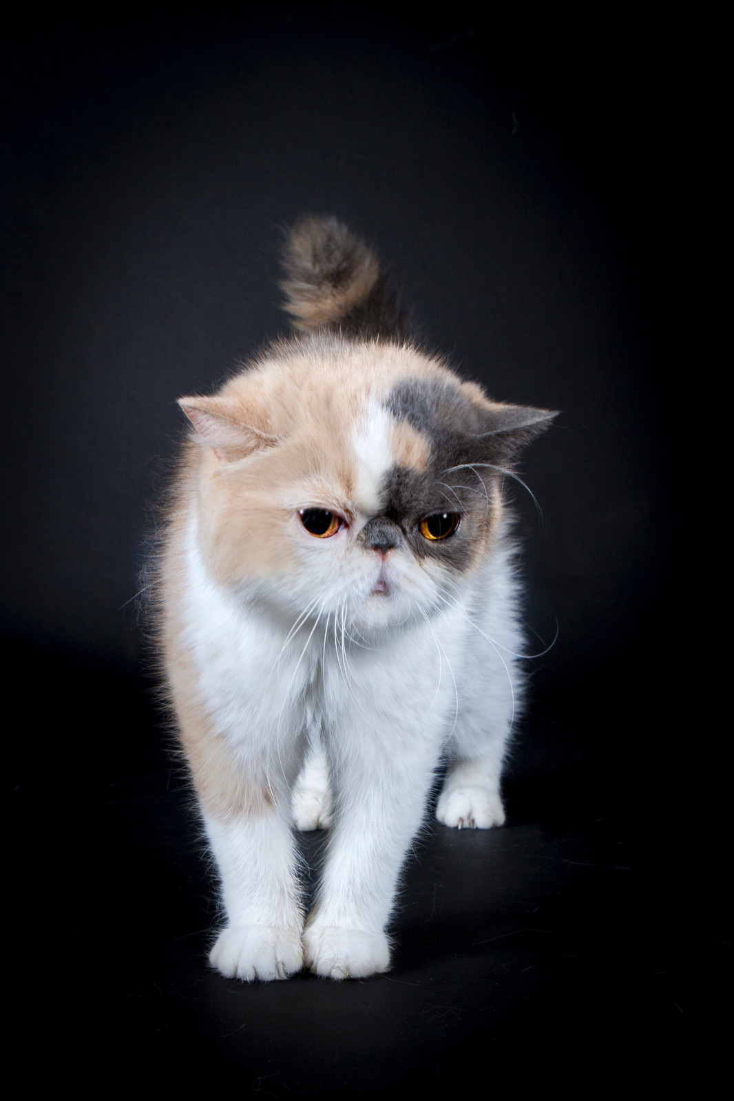 Jadore Cat Exotic Shorthair Queen
