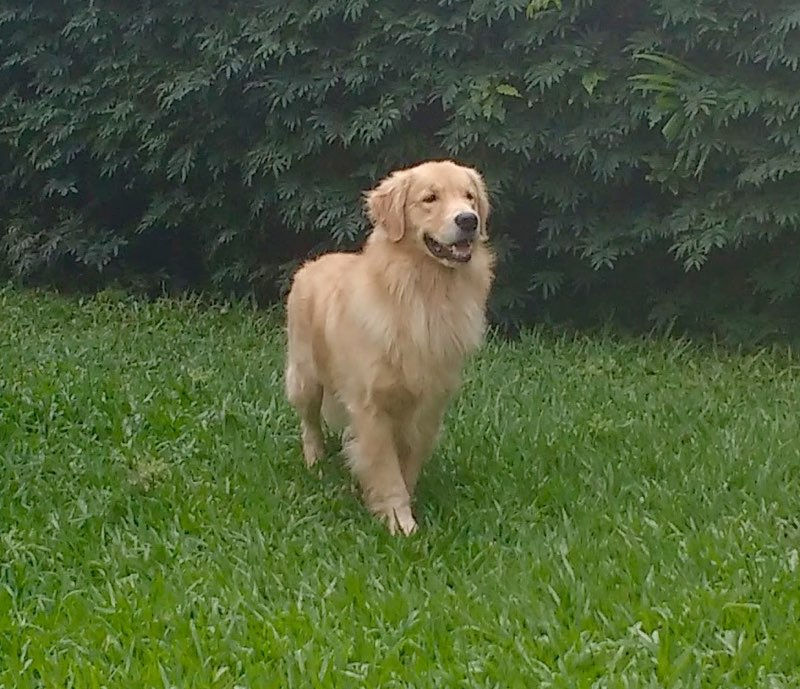 Maximus