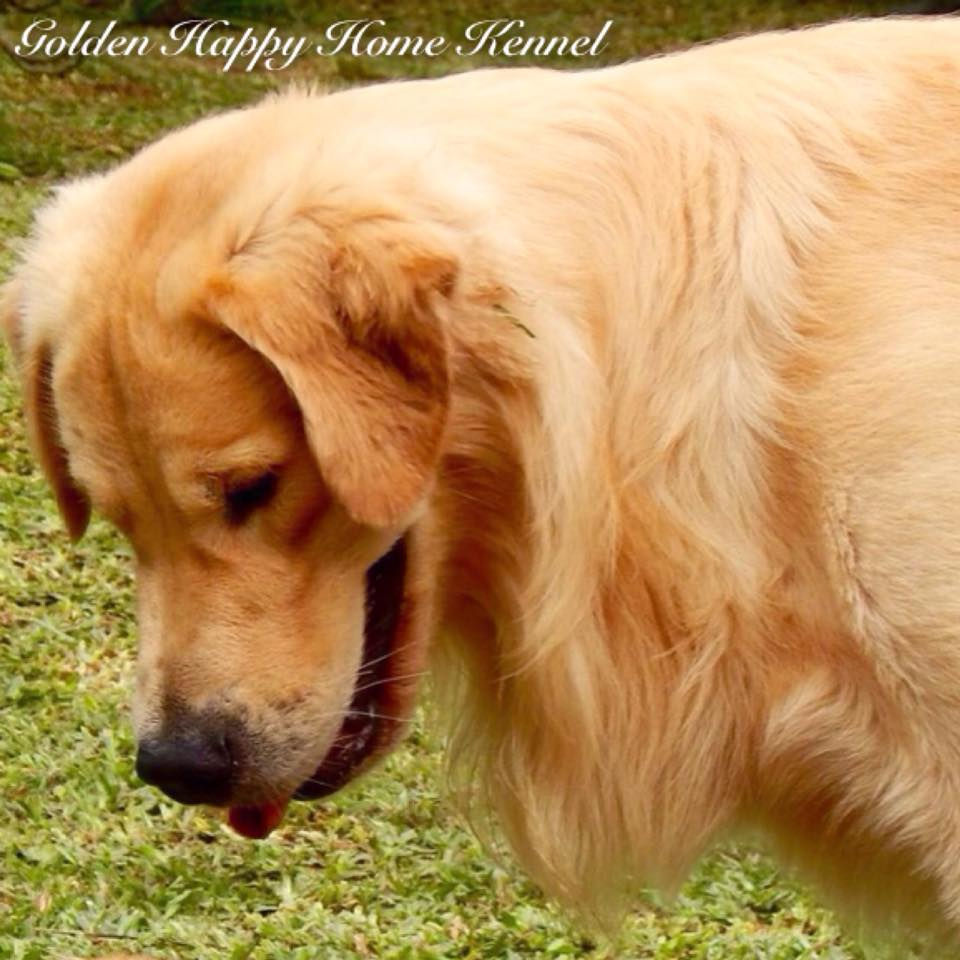gondenhappyhomekennell - Zeus