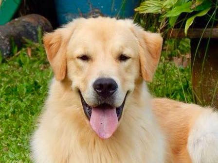 gondenhappyhomekennell - Zeus