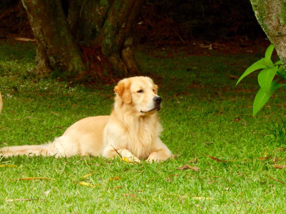 gondenhappyhomekennell - Zeus