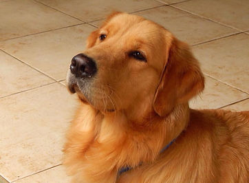 Golden Happy Home Kennel