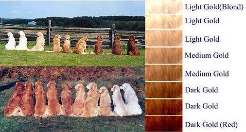 Golden Happy Home Kennel
