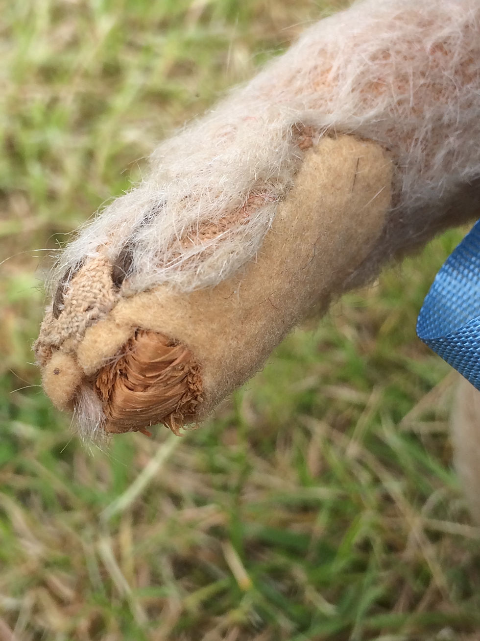 Thumbnail: Suzie Steiff