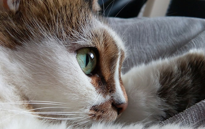 Ruhende Katze Nahaufnahme_bearbeitet_bearbeitet.jpg