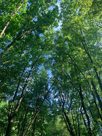 Treebg1.JPG