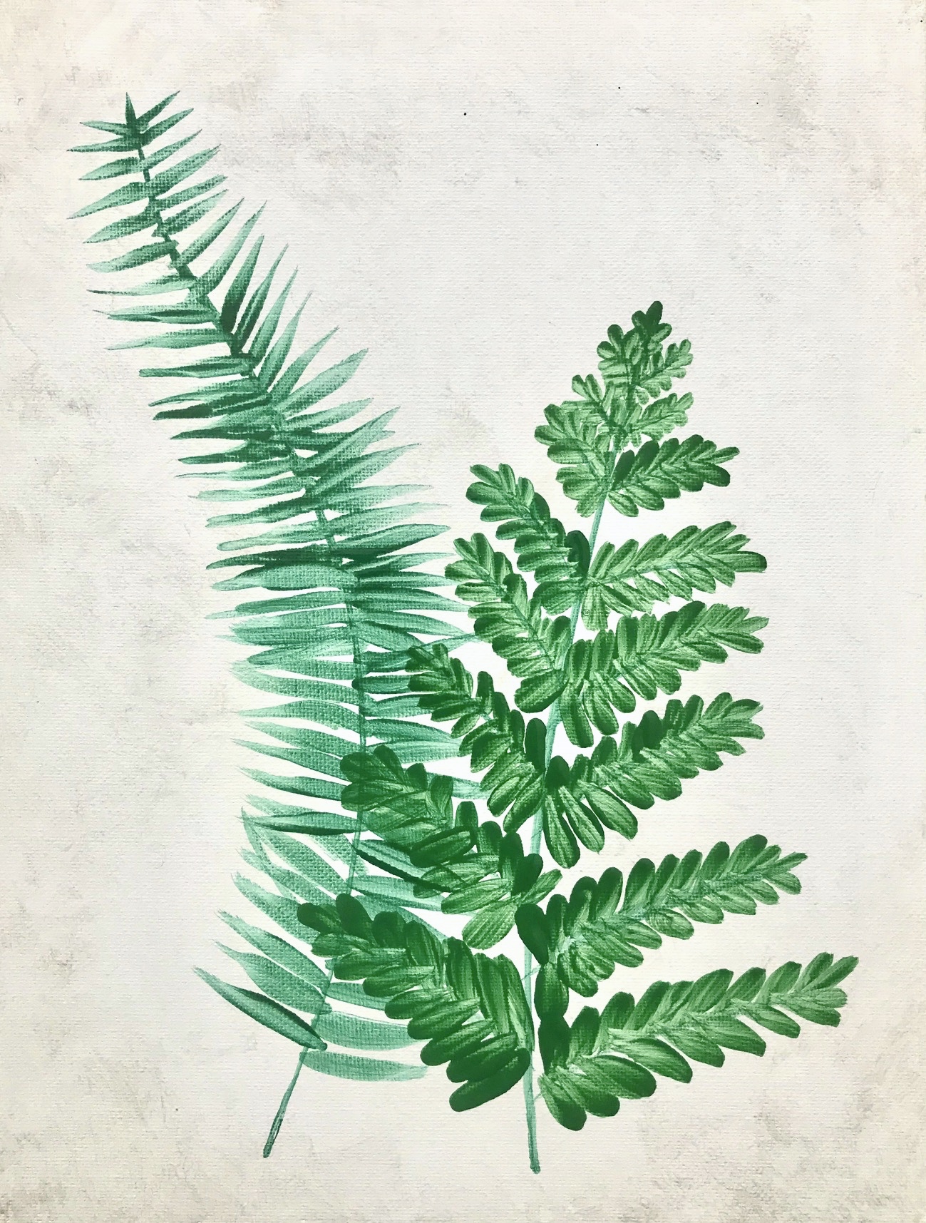 Fresh_Ferns