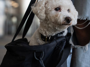 ¿Se puede viajar con mascotas en avión? Guía con requisitos de Flybondi