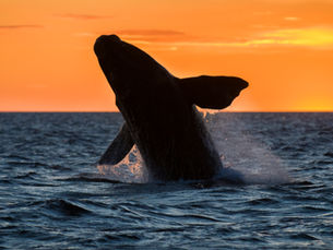 Ballenas en Puerto Madryn: conocé todo sobre el avistaje de ballenas