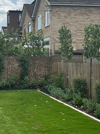 Pleached trees: a complete guide for modern gardens in south west London