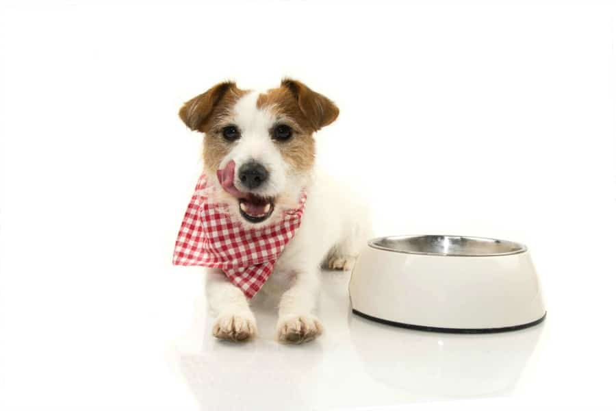 The Truth About Commercial Dog Food!