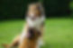 dogs-6463032_1280.jpg