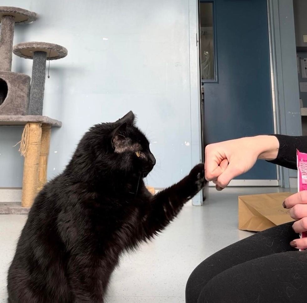 Chat qui fait un "high-five"