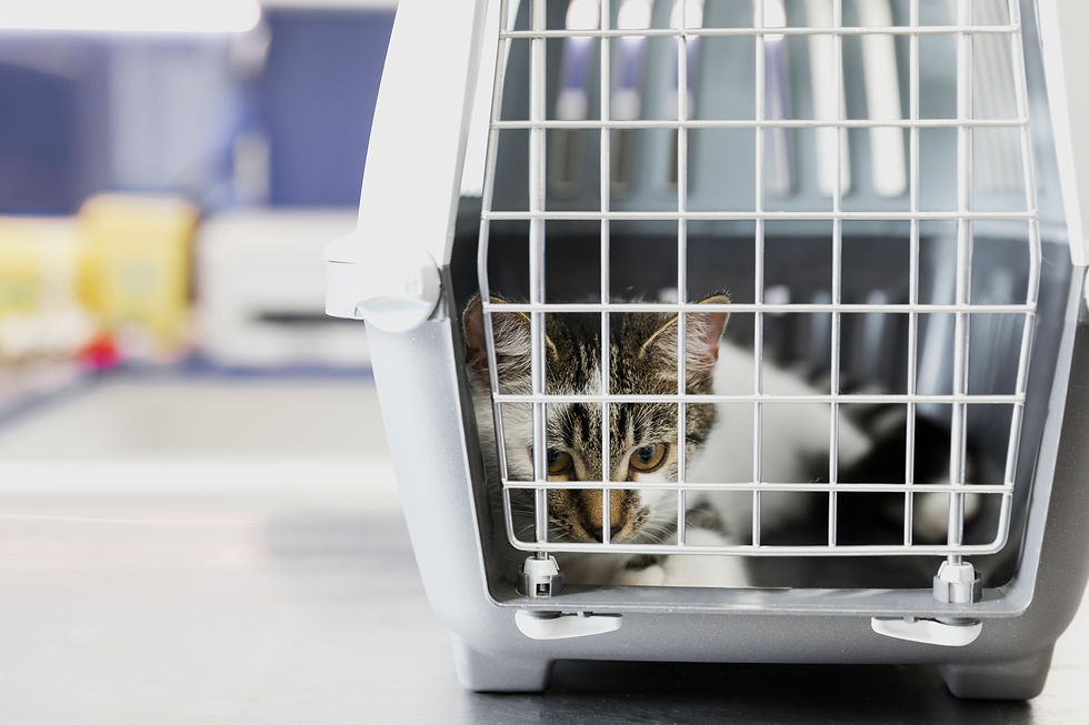 Chat dans cage de transport