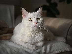 Trousse de départ pour l'adoption d'un chat
