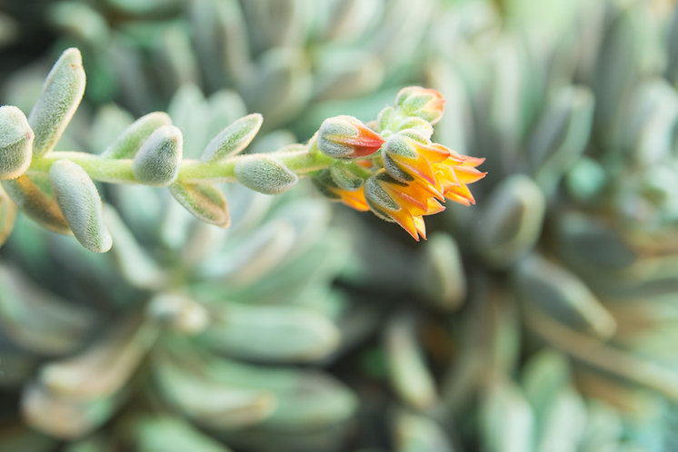AdobeStock_141869515.jpeg