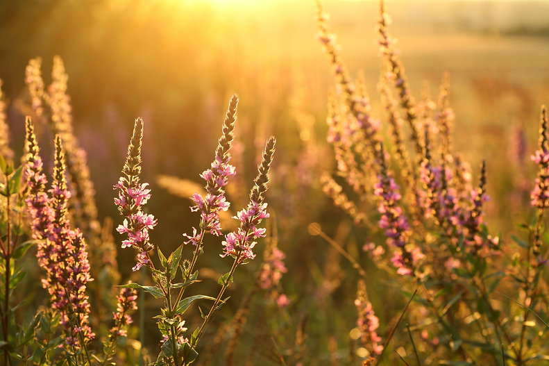 AdobeStock_54861930.jpeg