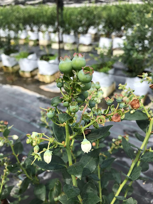 WhatsApp Image 2018-08-30 at 12.30.35.jp