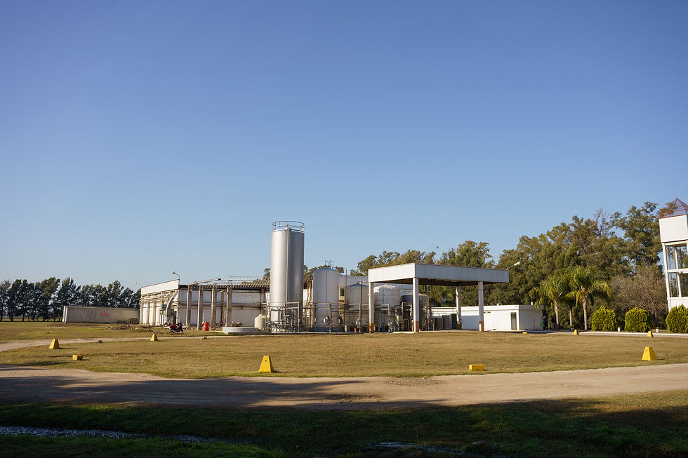 Lombarde Campo-1.jpg