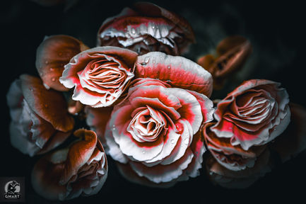 floral