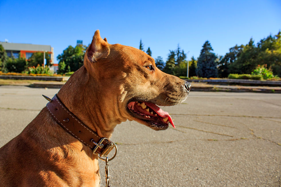 Man's best friend