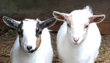 Baby Nigerian Dwarf Goats