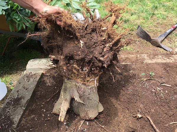 Shrub that was removed from a raised planting in Amesbury, Massachusetts.