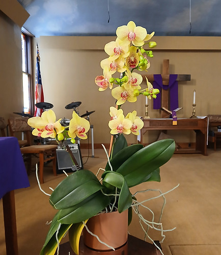 Orchids.jpg