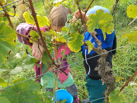 Wiederbelebung des Kinderwingerts