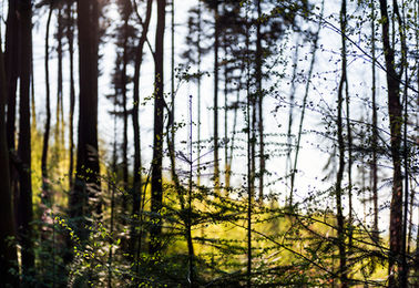 Sonnenlicht durch dichten Wald