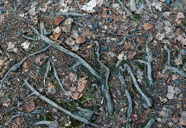 Verzweigte Wurzeln und Blätter auf Waldboden