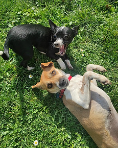 kolabdog chiens jeu.jpg