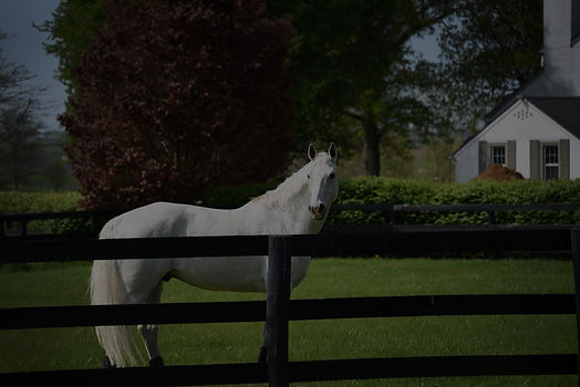 rocky fencline house_edited.jpg