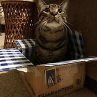 cat in the box.jpg