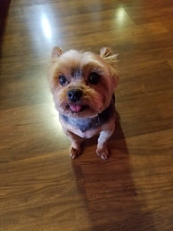 Dog.jpg