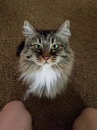 cat.jpg