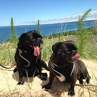 two pugs.jpg