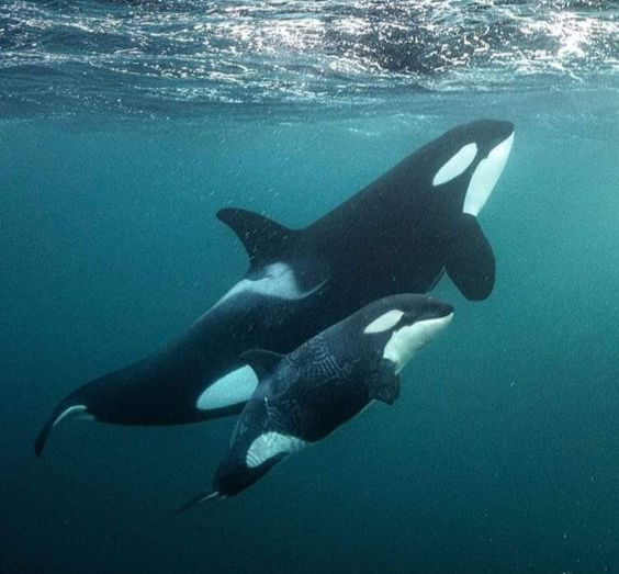 The Ripple effects of Climate Change: How Orcas and Their Ecosystems are navigating shifting ocean conditions