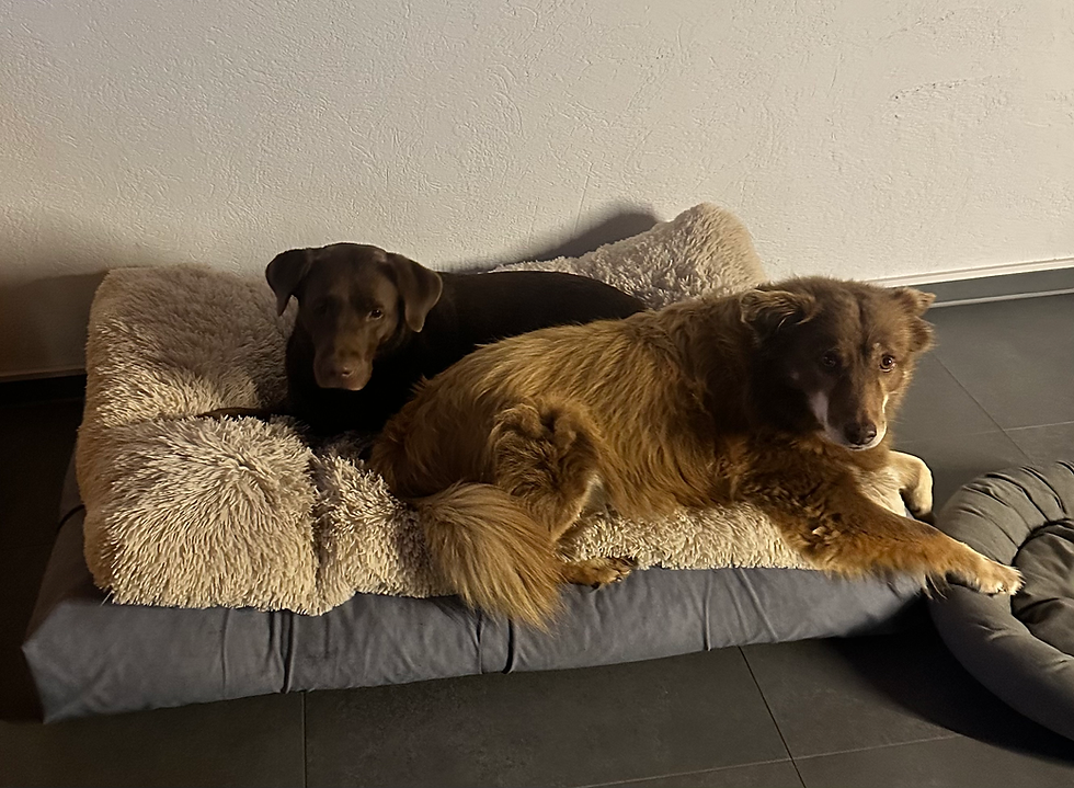 Kuschelnder Start in den Tag mit meinen zwei Hunden. Verbundenheit und Ruhe
