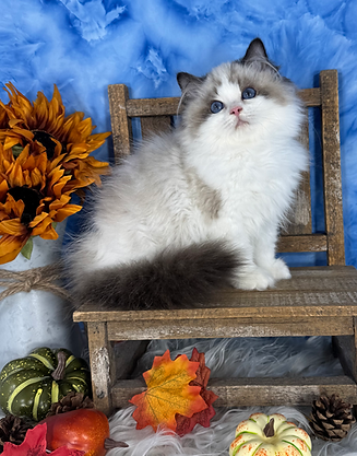 Seal Bicolor kitten 