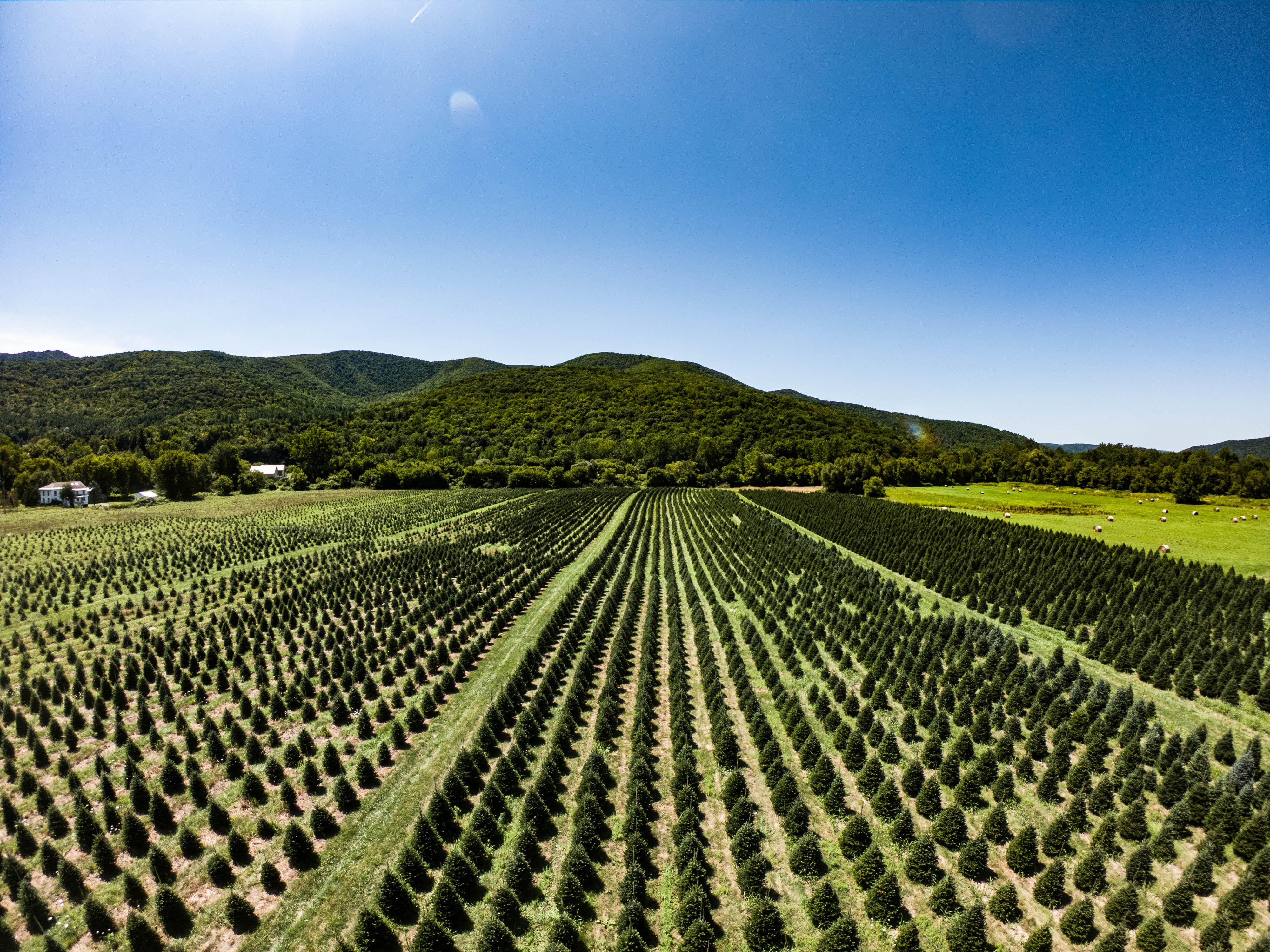 Mt Anthony Tree Farms Cut Your Own Christmas Trees Vermont